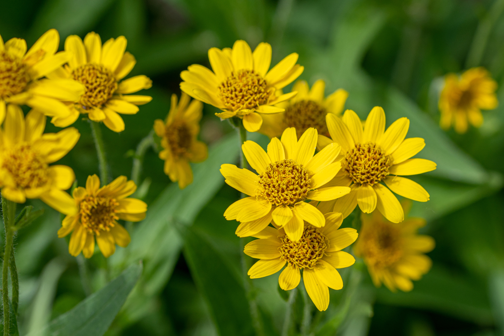 Arnica Topicals