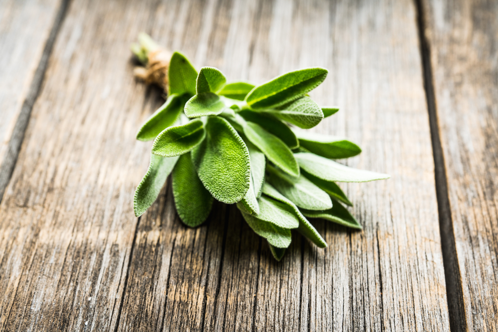 Sage