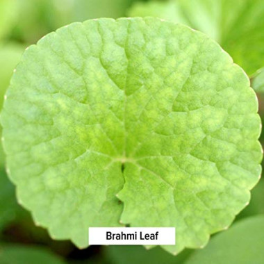 Banyan Botanicals Gotu Kola Ayurvedic Herb for The Brain & Nervous System - B0058AADU4