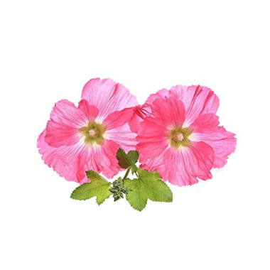 Biokoma Marshmallow Root Sugar-free Gluten-free all Natural - B07D5Z6DHC