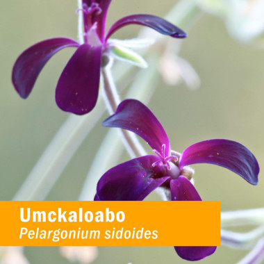 Herb Pharm Organic Umckaloabo Pelargonium Sidoides - B005JW1FEE