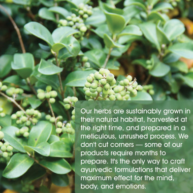 Maharishi Ayurveda Guggul Detox Management - B01BKTABL2