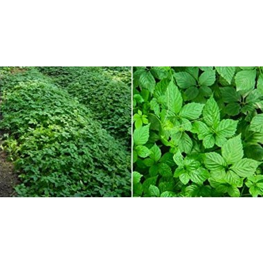 Majestic Herbs Jiaogulan (Gynostemma) Herb of Immortality - B06XCXLSBG