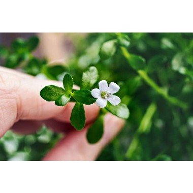 Naturevibe Botanicals Organic Bacopa - B07F9XY3NW