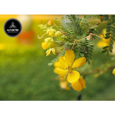 Naturevibe Botanicals Senna (Cassia angustifolia)  Supports Immune System - B071JNMN92