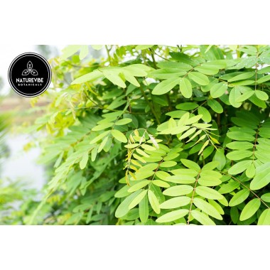 Naturevibe Botanicals Senna (Cassia angustifolia)  Supports Immune System - B071JNMN92