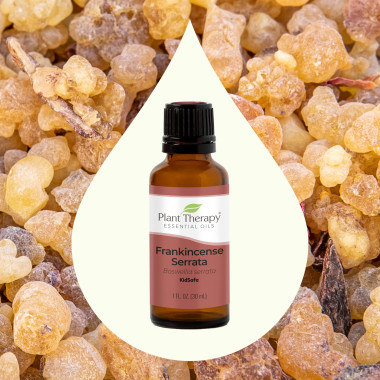 Plant Therapy Frankincense Serrata Essential Oil 100% Pure - B0069SQEDE