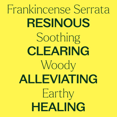 Plant Therapy Frankincense Serrata Essential Oil 100% Pure - B0069SQEDE