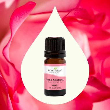 Plant Therapy Plant Therapy Rose Absolute Essential Oil 100% Pure - B00P2S3CVY